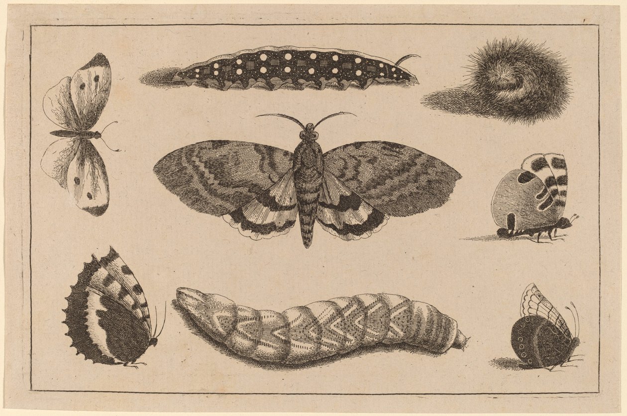 Három hernyó, egy lepke és négy pillangó alkotó: Wenceslaus Hollar