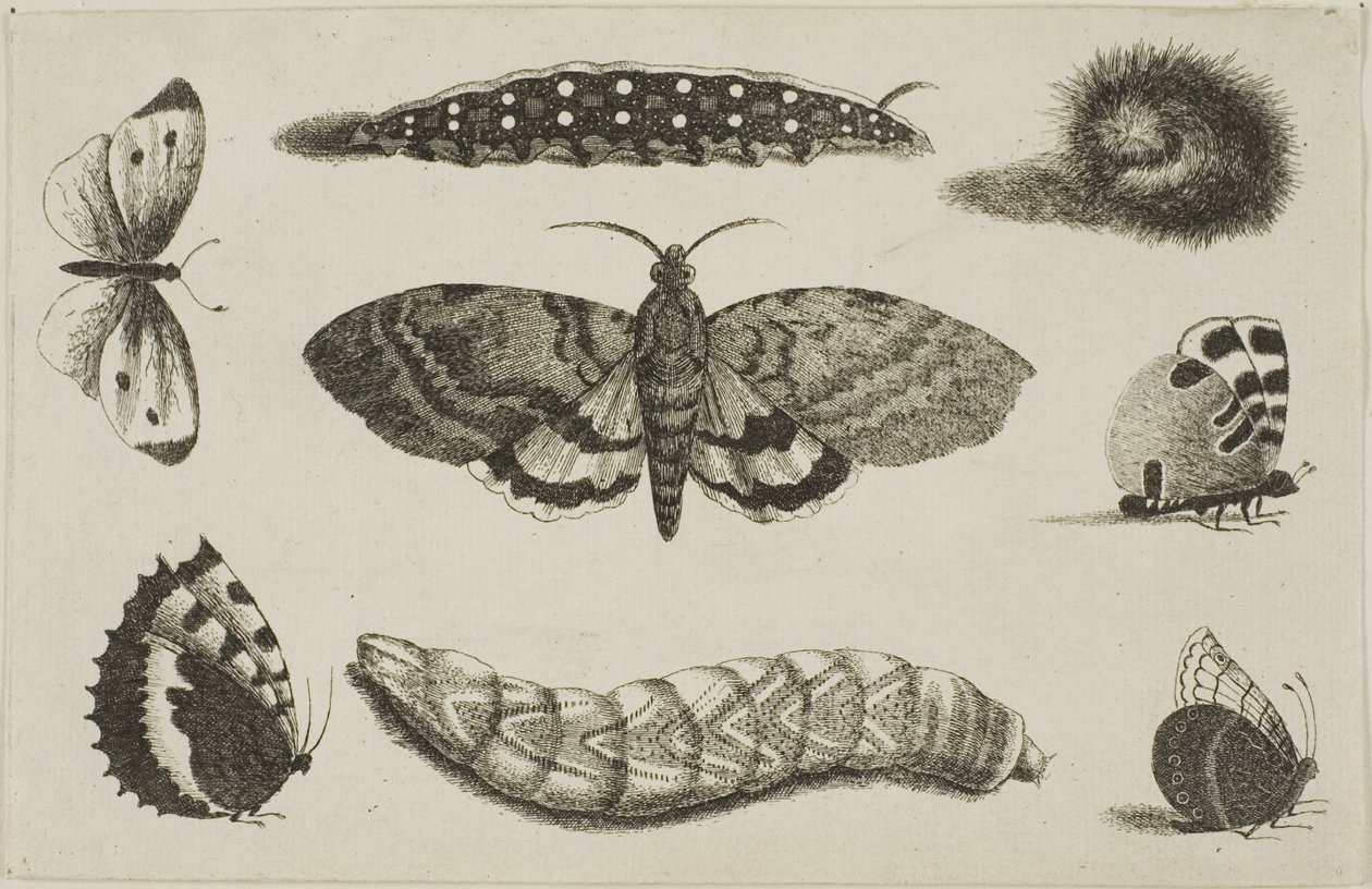 Három hernyó, egy lepke és négy pillangó alkotó: Wenceslaus Hollar