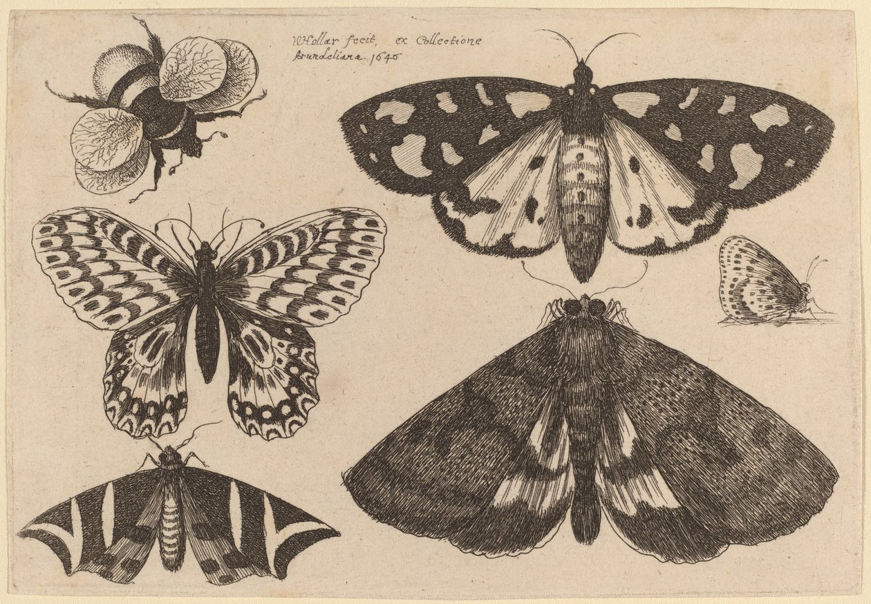 Három lepke, két pillangó és egy darázs alkotó: Wenceslaus Hollar