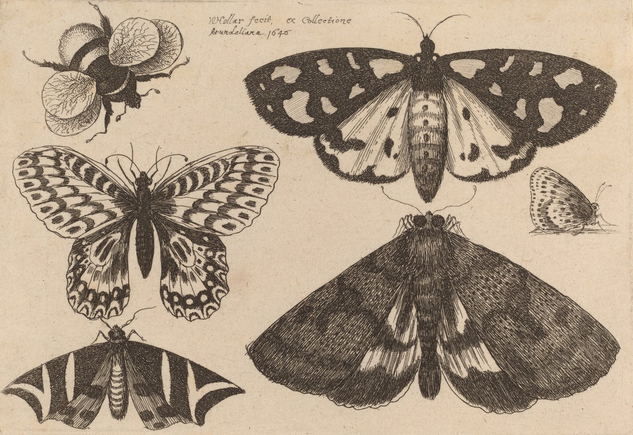 Három lepke, két pillangó és egy darázs, 1646. alkotó: Wenceslaus Hollar