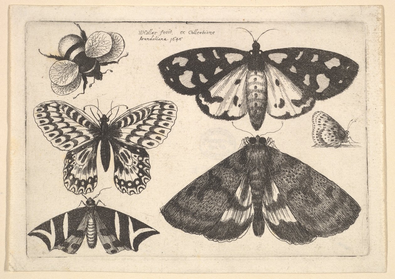 Három lepke, két pillangó és egy poszméh, 1646. alkotó: Wenceslaus Hollar