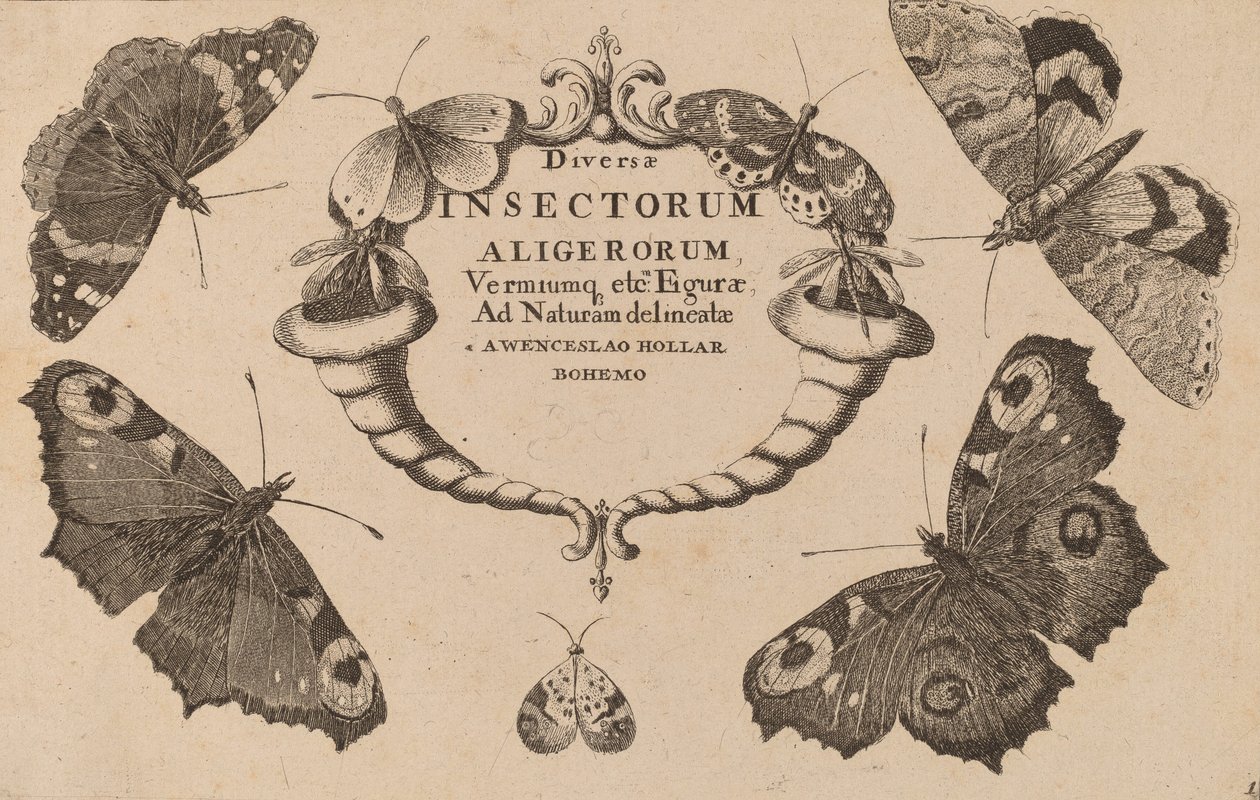 Címlap. alkotó: Wenceslaus Hollar