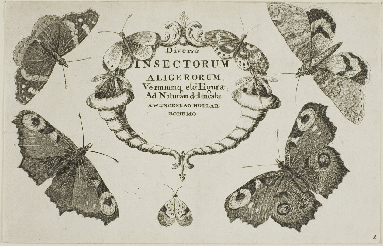 Címlap a Vegyes rovarokból alkotó: Wenceslaus Hollar