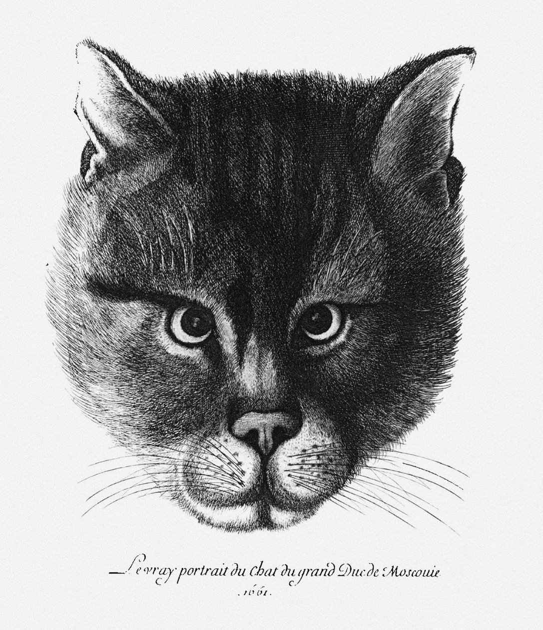 Igaz képe I. Alekszisz Mihajlovics orosz cár macskájáról alkotó: Wenceslaus Hollar