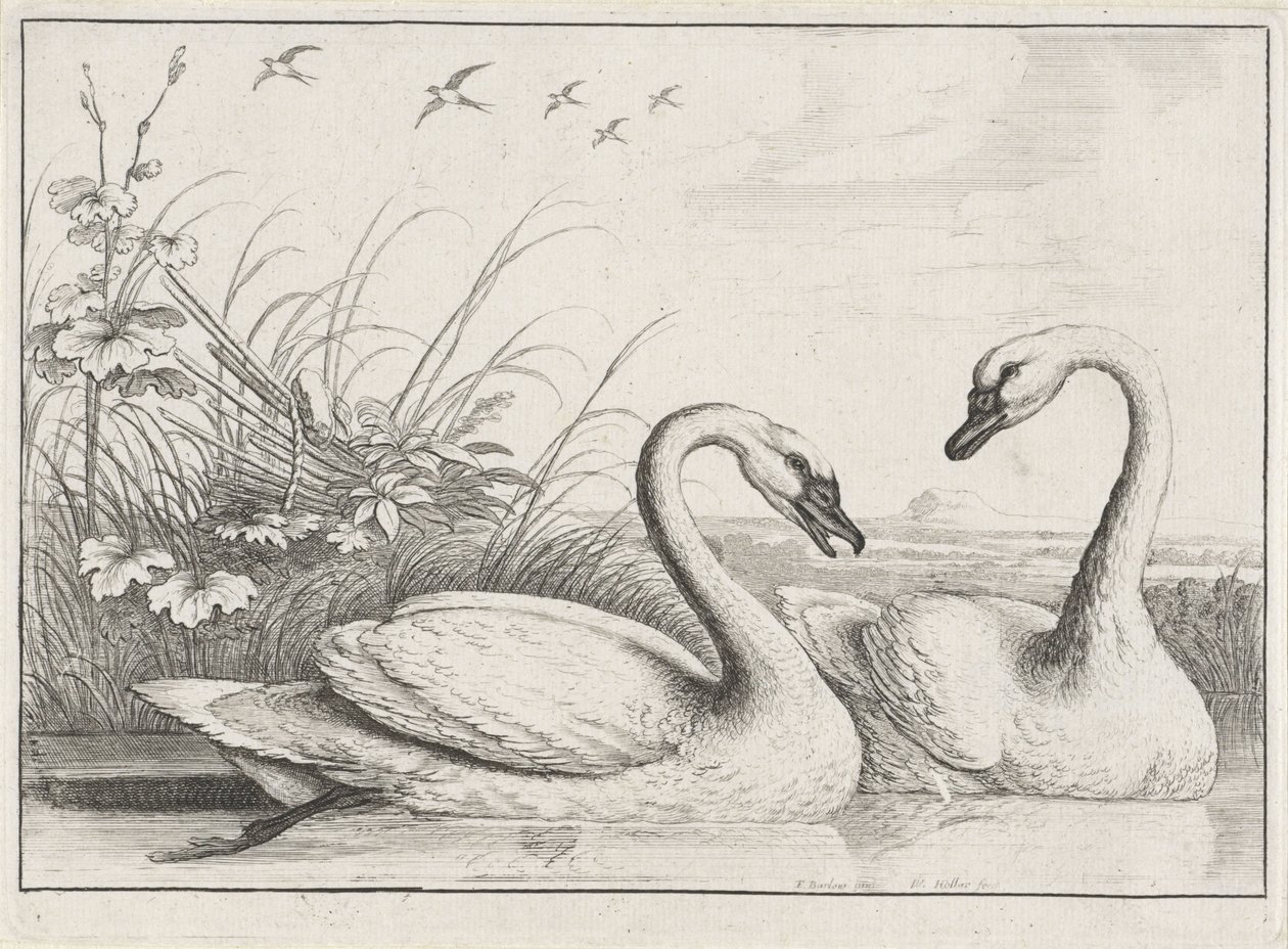 két hattyú Diversae avium fajok (sorozat címe) Különböző madarak (sorozat címe) alkotó: Wenceslaus Hollar