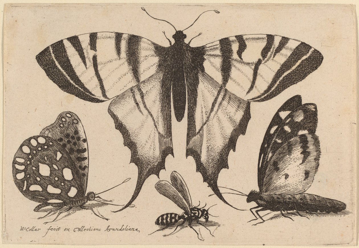 Two Butterflies, a Wasp, and a Moth   1236085   hu       hungarian Successfully Translated  Original: The manor house on Grunerloekka (oil on canvas) Translat: The manor house on Grunerloekka (oil on canvas) 1319085 hu hungarian Successfully Translated Ori alkotó: Wenceslaus Hollar