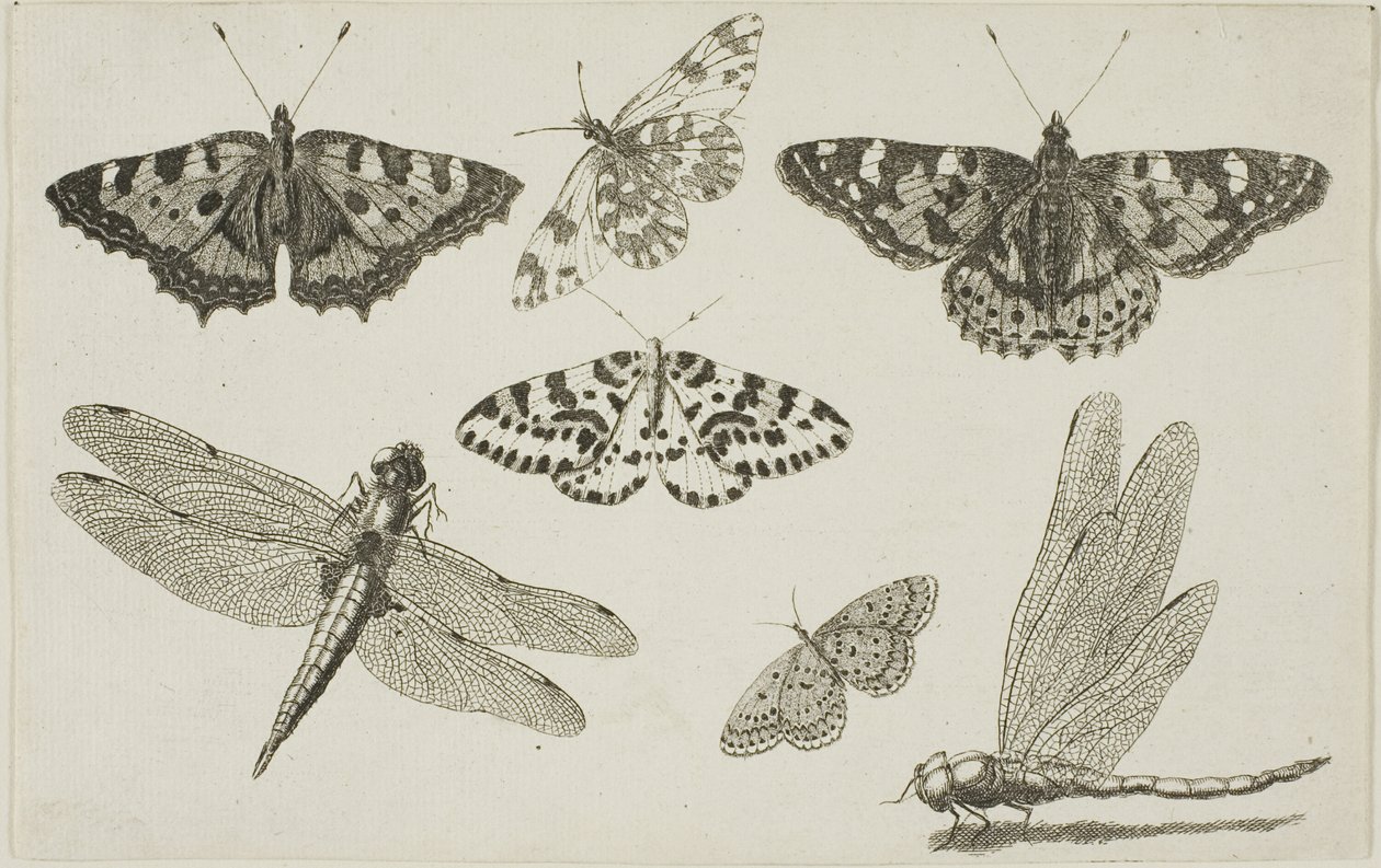Két szitakötő és öt pillangó alkotó: Wenceslaus Hollar