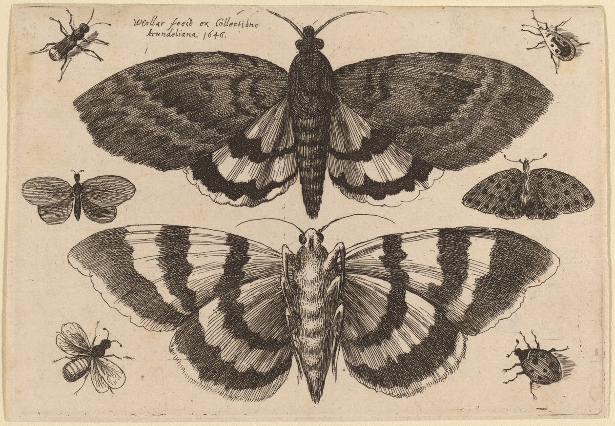 Két lepke és hat rovar alkotó: Wenceslaus Hollar
