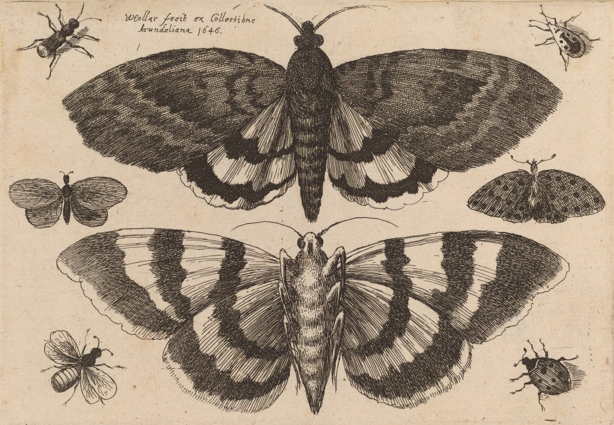Két lepke és hat rovar, 1646. alkotó: Wenceslaus Hollar
