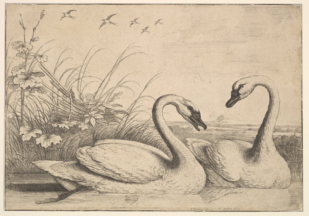 Két hattyú, 1654-58. alkotó: Wenceslaus Hollar
