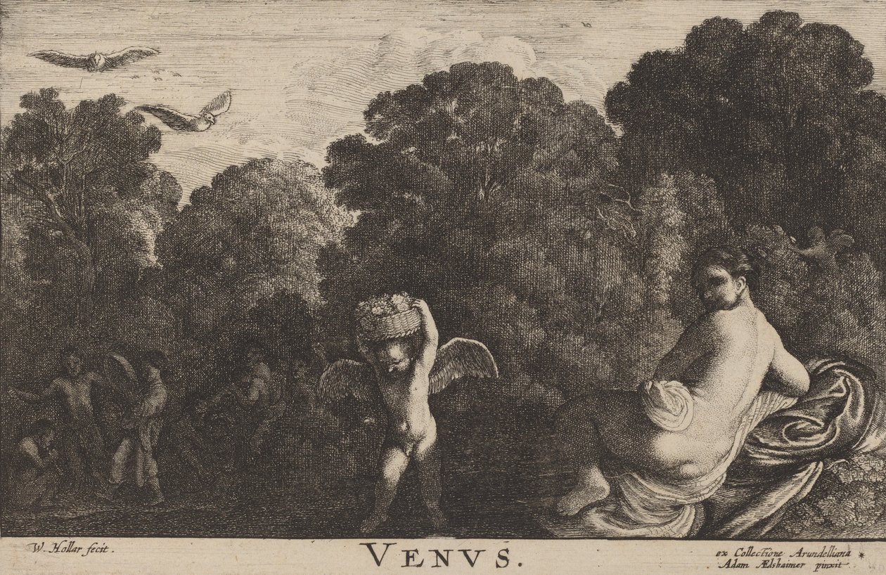 Vénusz. alkotó: Wenceslaus Hollar