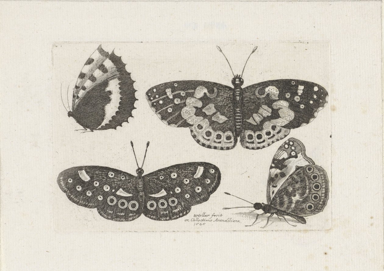 Vier vlinders Rovarok (sorozat címe) Scarab Flies (sorozat címe) alkotó: Wenceslaus Hollar