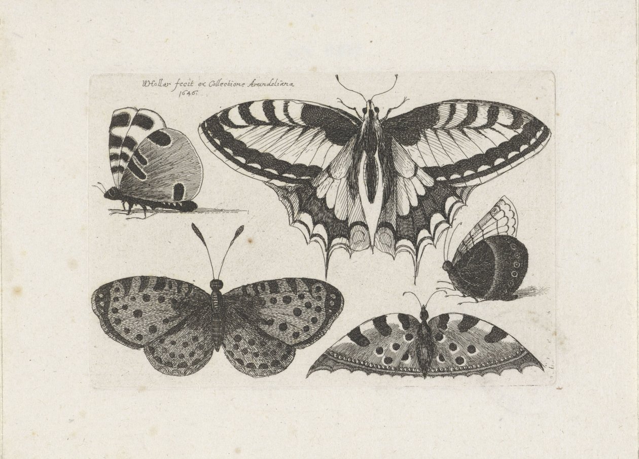 Öt pillangó Rovarok (sorozat címe) Muscarum Scarabeorum (sorozat címe) alkotó: Wenceslaus Hollar