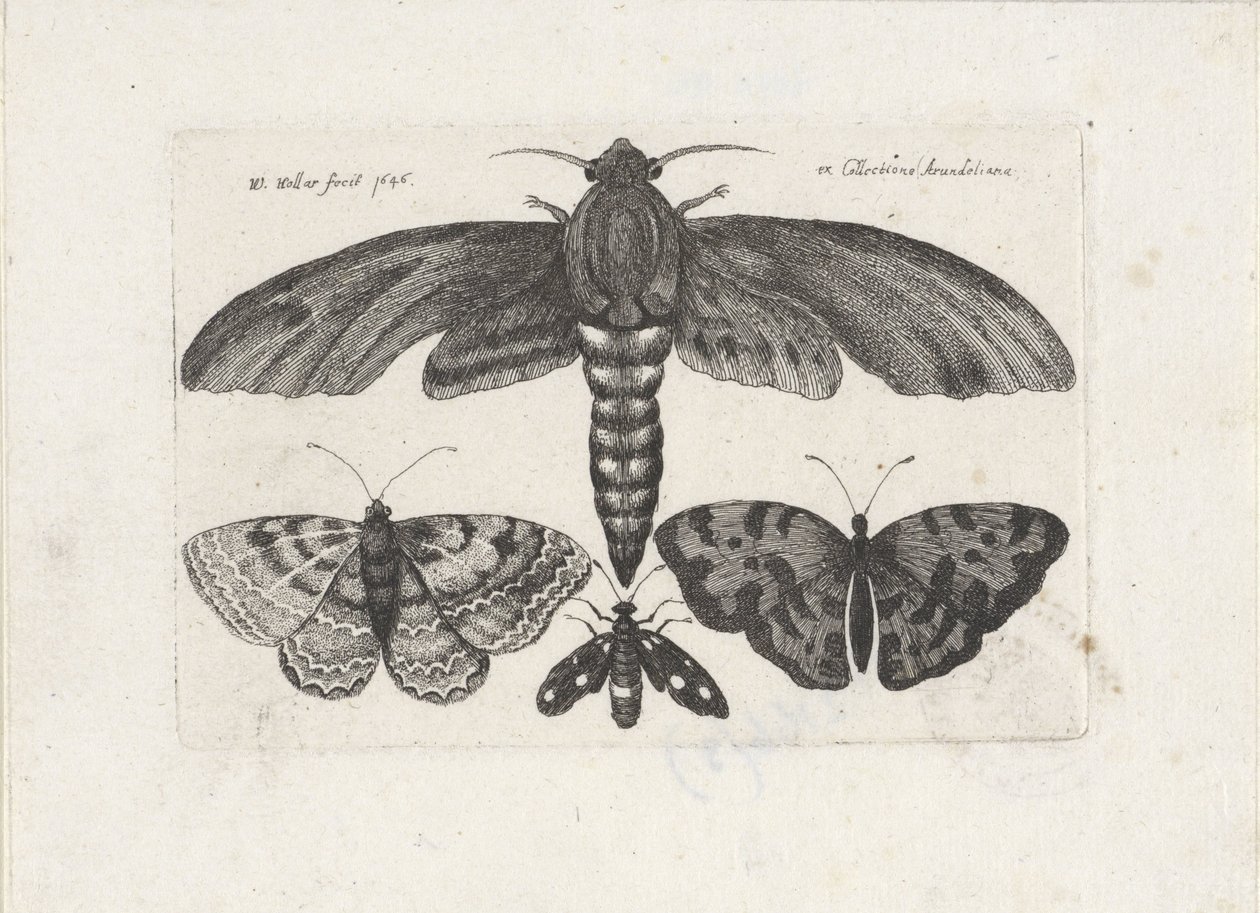 Pillangók és lepke Rovarok (sorozat címe) Muscarum Scarabeorum (sorozat címe) alkotó: Wenceslaus Hollar