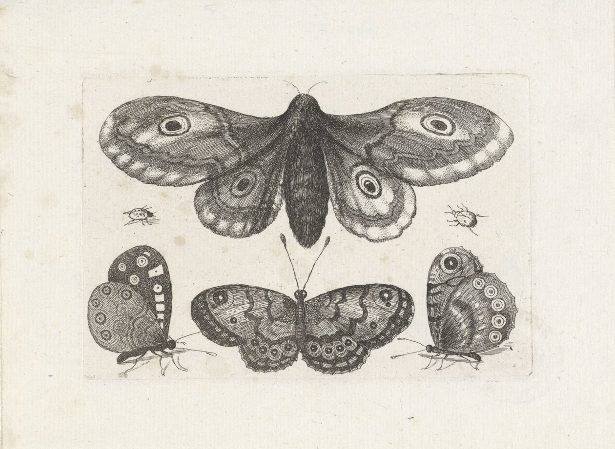 Pillangók, bogarak és egy lepke Rovarok (sorozat címe) Muscarum Scarabeorum (sorozat címe) alkotó: Wenceslaus Hollar