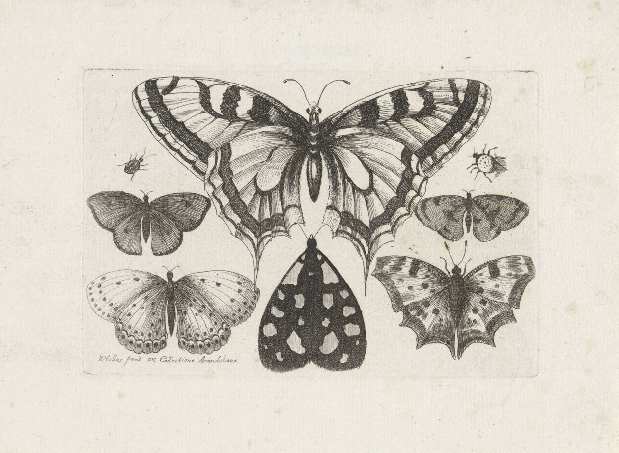 Pillangók, bogarak és egy lepke Rovarok (sorozat címe) Muscarum Scarabeorum (sorozat címe) alkotó: Wenceslaus Hollar