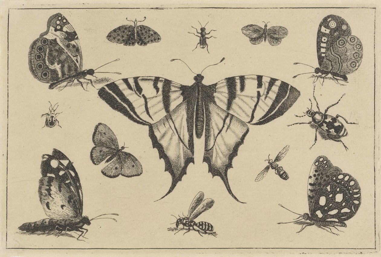 Pillangók, darázsok és egyéb rovarok Különféle rovarok (sorozat címe) Diversae Insectorum (sorozat címe) alkotó: Wenceslaus Hollar