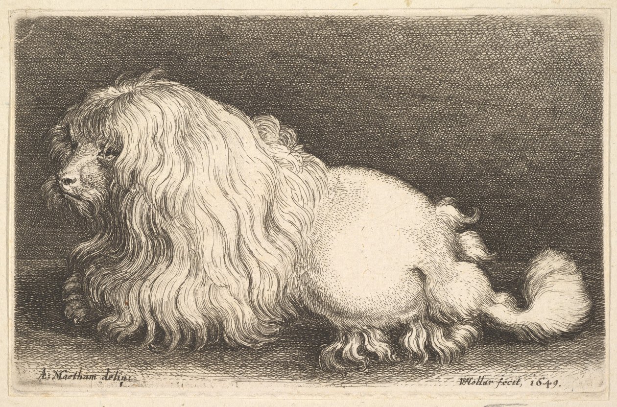Fehér kutya, 1649. alkotó: Wenceslaus Hollar