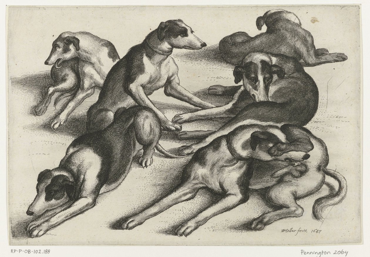 Hat fekvő vadászkutya Vadászat, vadászkutyák és vadak (sorozat címe) alkotó: Wenceslaus Hollar