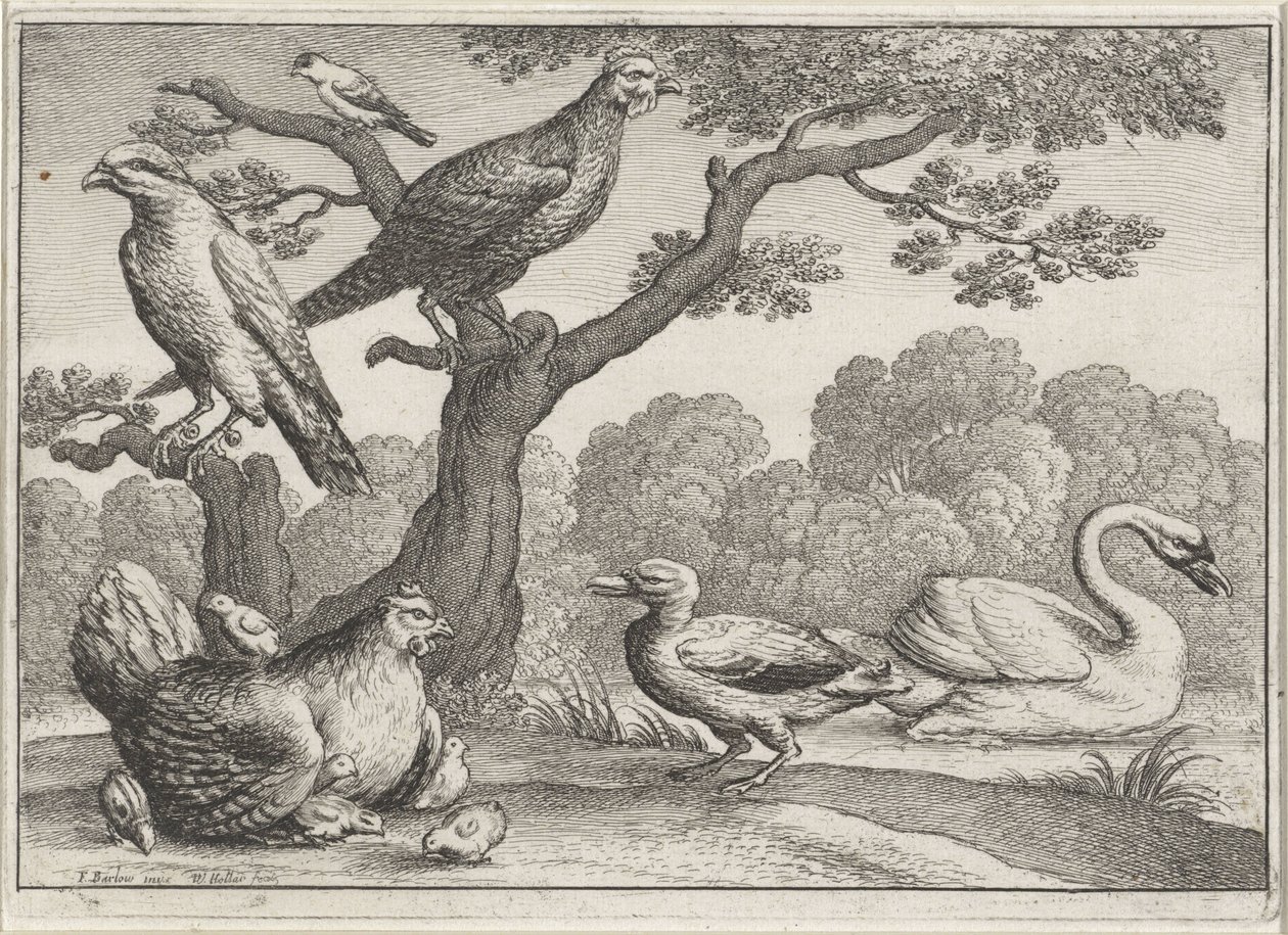 Hattyú, csirke csirkével és más madarakkal Különböző madarak (sorozat címe) alkotó: Wenceslaus Hollar