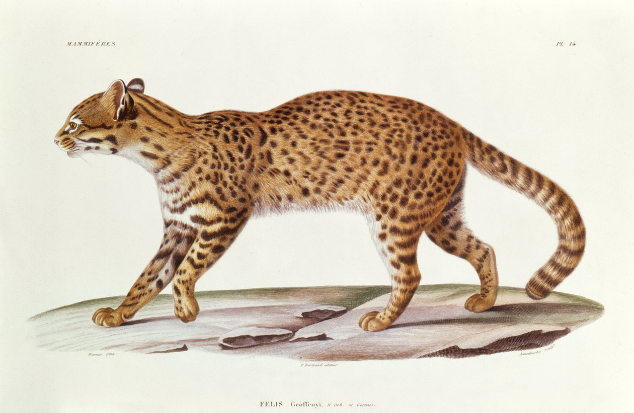 Geoffreys Cat (felis Geoffroyi) illusztrációja a Voyage dans lAmerique Meridionale című művéből, Alcide dOrbigny, metszett Annedouche, 1847 alkotó: Werner Werner