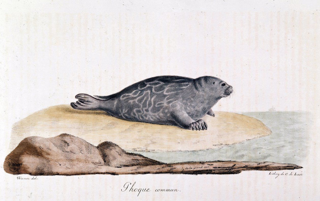 Seal Commum - Werner rajza alkotó: Werner Werner