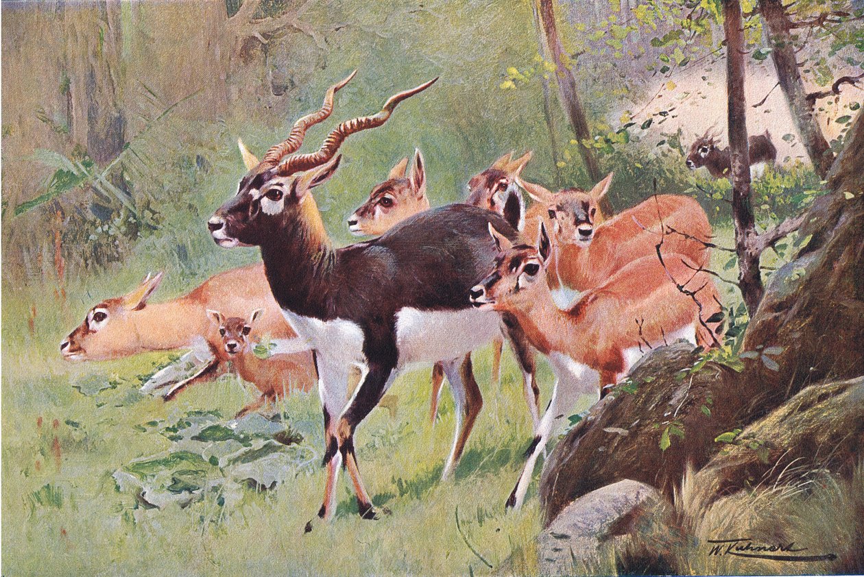 Black Buck, a Wildlife of the Worldből, a Frederick Warne & Co., 1900 körül alkotó: Wilhelm Kuhnert