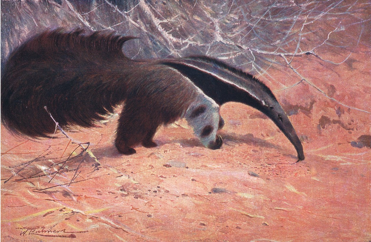 Great Ant Eater, a Wildlife of the Worldből, Frederick Warne & Co, 1900 körül alkotó: Wilhelm Kuhnert