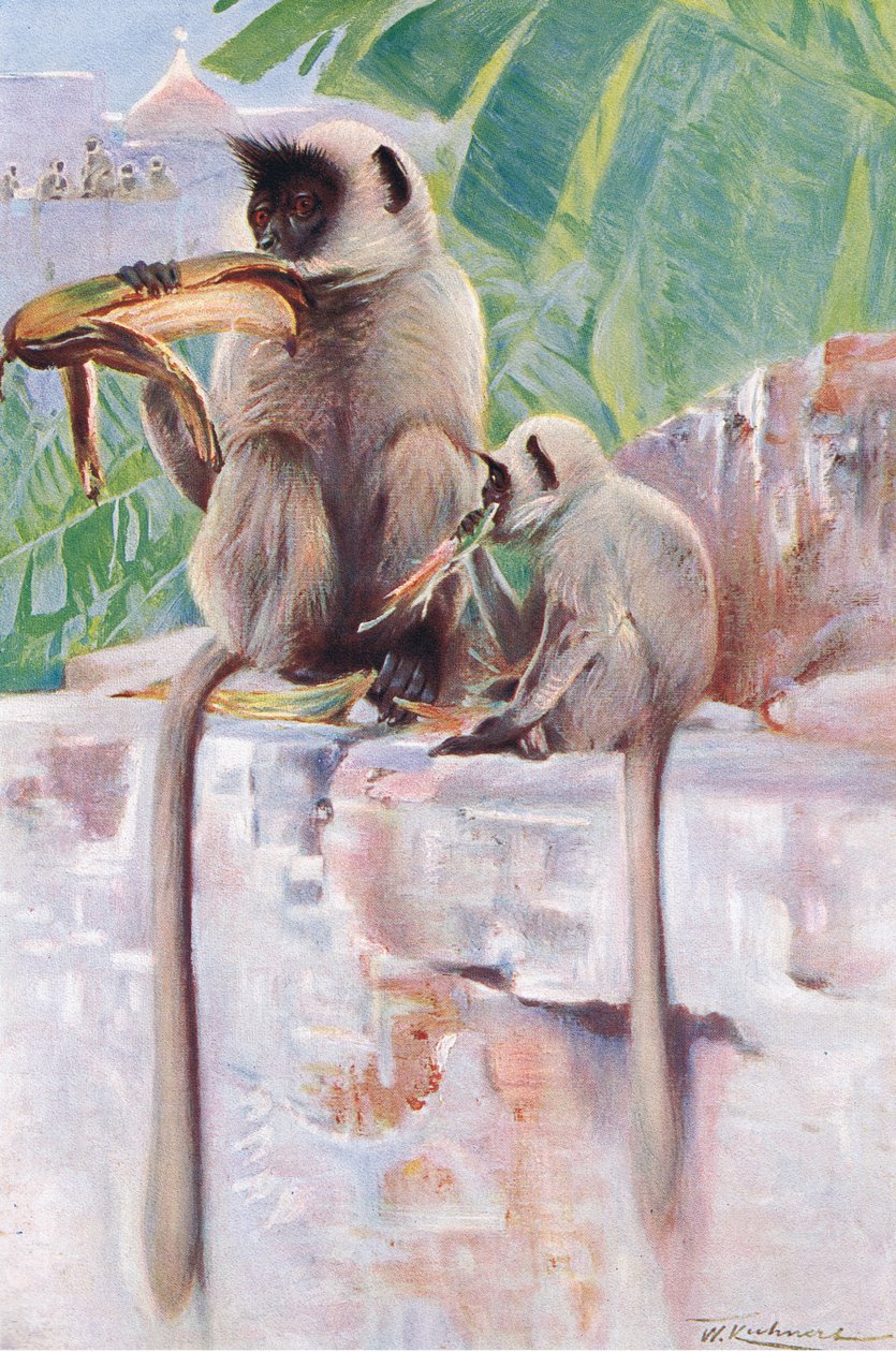 Hanuman Monkey, a Wildlife of the Worldből, Frederick Warne & Co., 1900 körül alkotó: Wilhelm Kuhnert