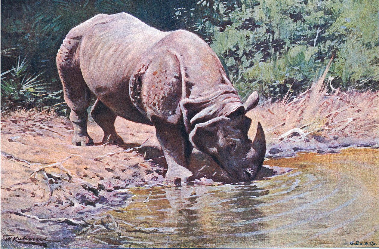 Indiai orrszarvú, a Wildlife of the Worldből, Frederick Warne & Co, 1900 körül alkotó: Wilhelm Kuhnert