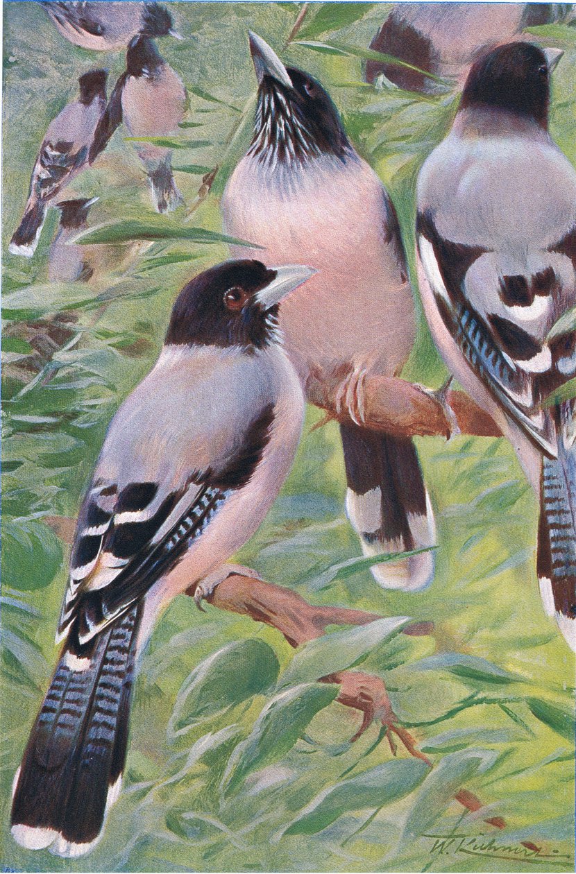 Lanceolated Jay, a Wildlife of the Worldből, Frederick Warne & Co, 1900 körül alkotó: Wilhelm Kuhnert