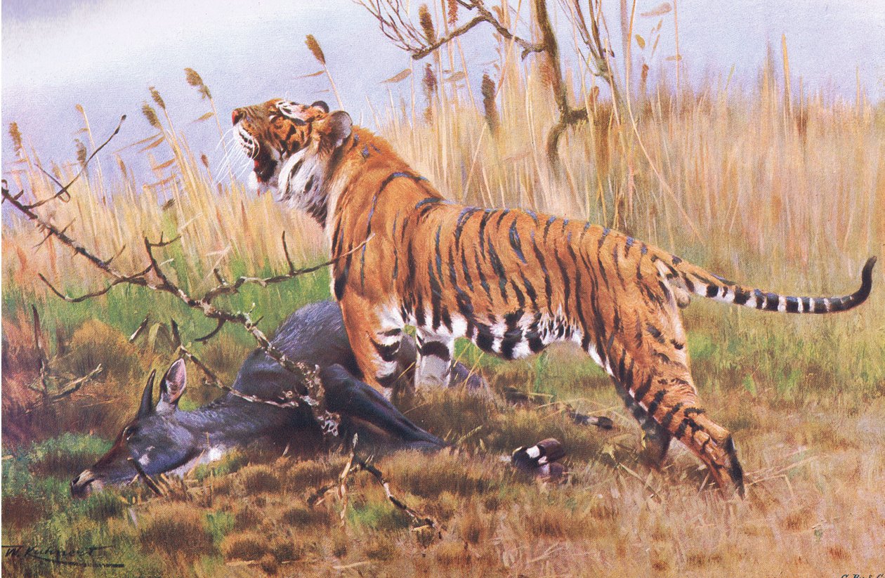 Tigris, a Wildlife of the Worldből, Frederick Warne & Co., 1900 körül alkotó: Wilhelm Kuhnert
