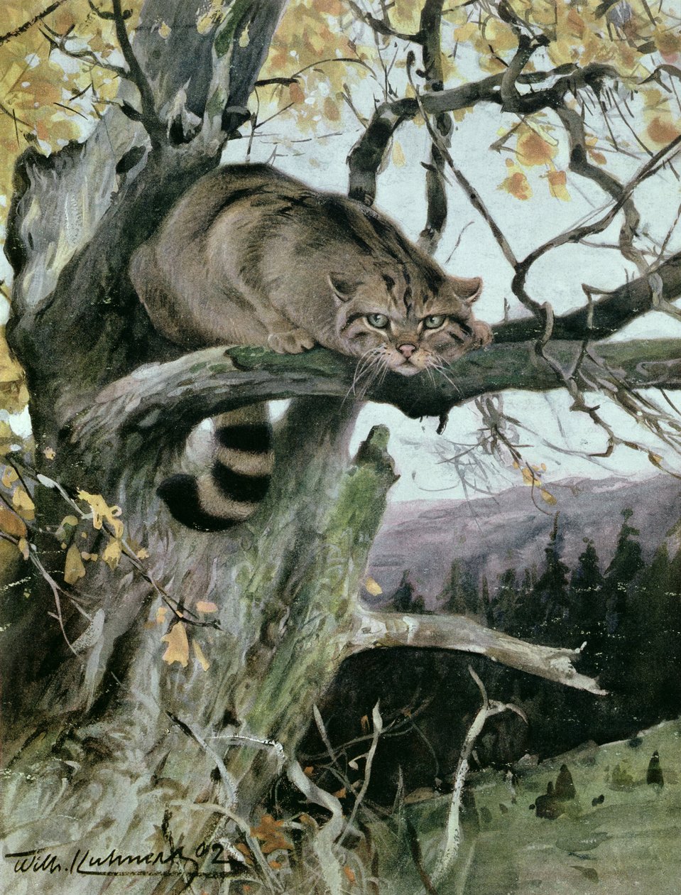 Vadmacska a fán, 1902 alkotó: Wilhelm Kuhnert