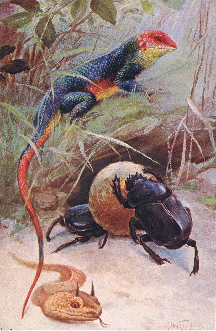 Gama, szarvas vipera és szent bogár, illusztráció a világ vadvilágából, 1910 körül alkotó: Wilhelm Kuhnert