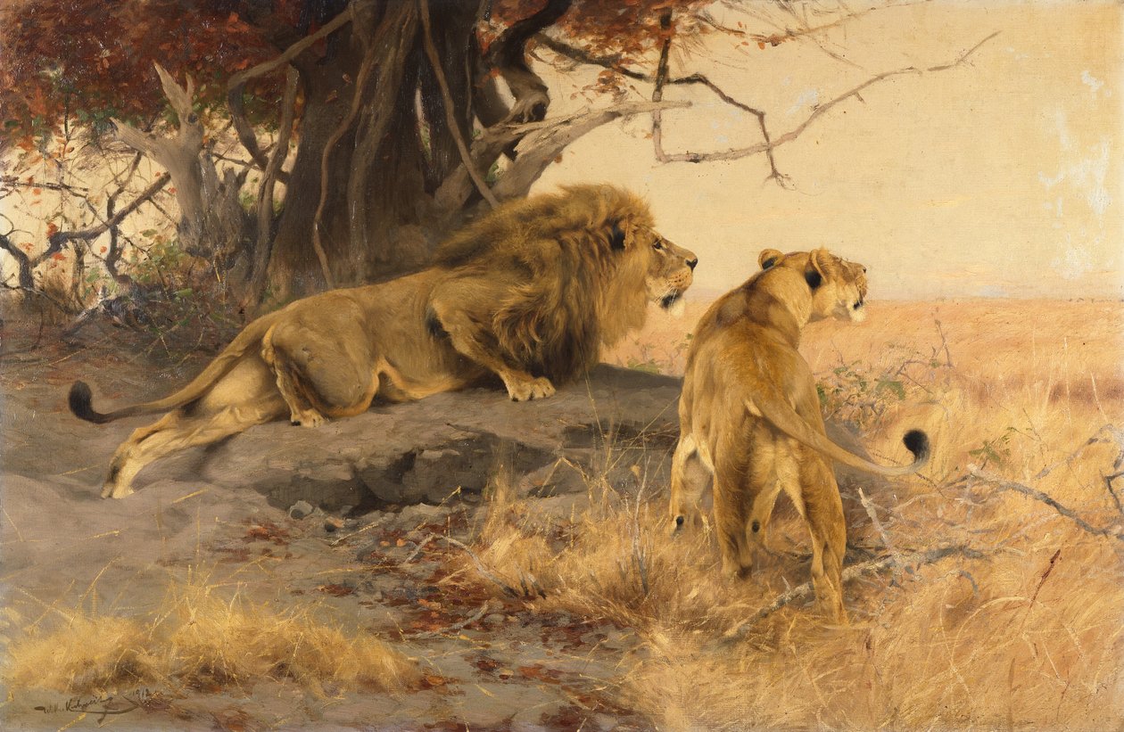 Egy oroszlán és egy oroszlán a szavannán alkotó: Wilhelm Kuhnert