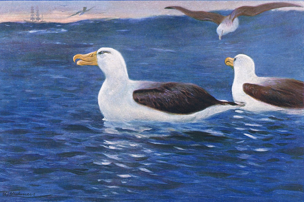 Albatrosz, illusztráció a Wildlife of the World, 1910 körül alkotó: Wilhelm Kuhnert