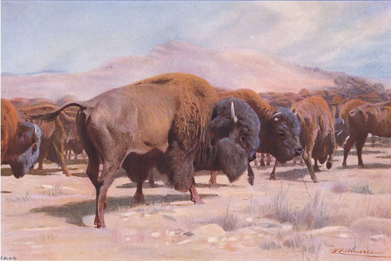 American Bison, a Wildlife of the Worldből, Frederick Warne & Co., 1900 körül alkotó: Wilhelm Kuhnert