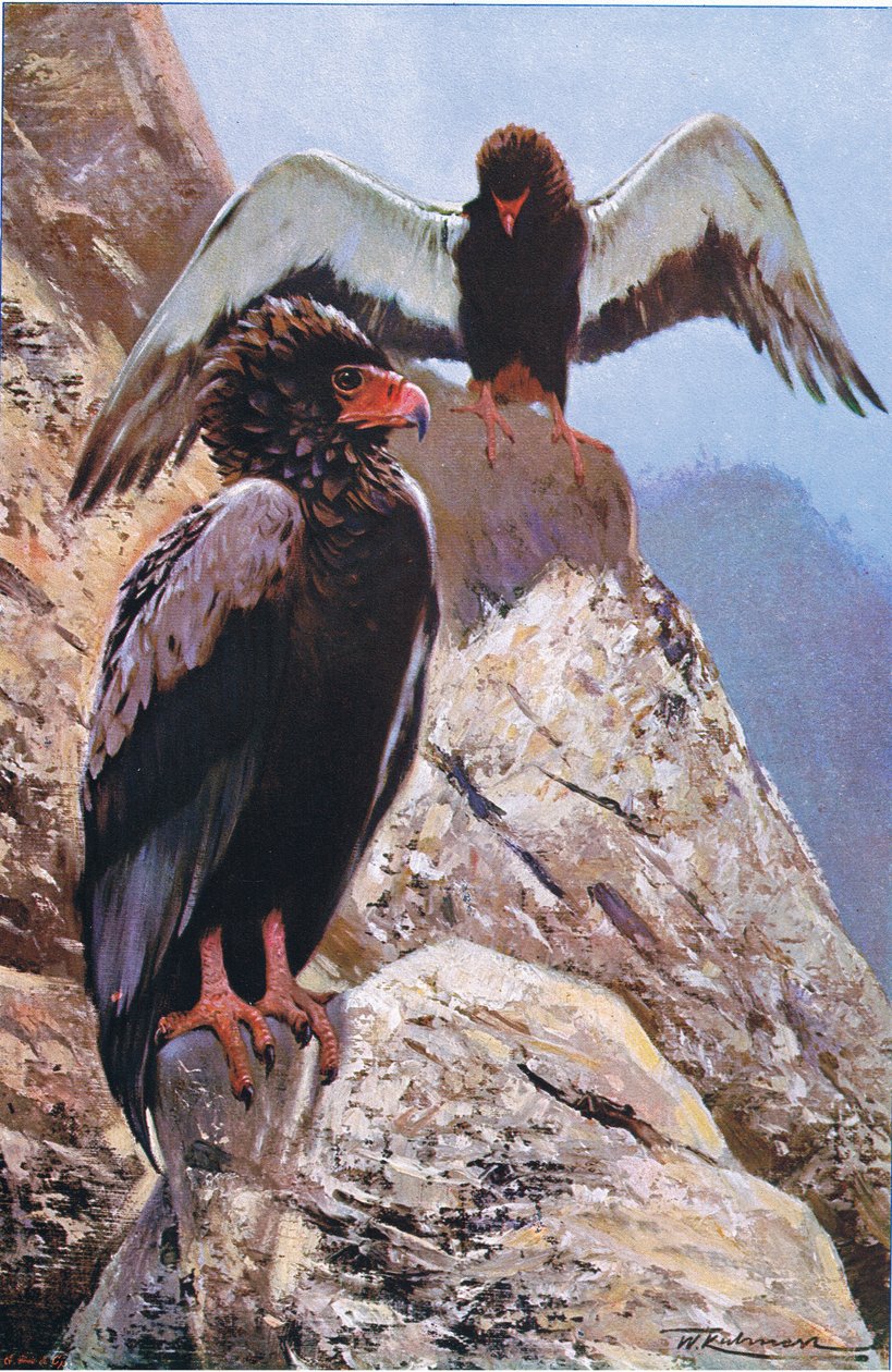 Bateleur Eagle, illusztráció a Wildlife of the World, 1910 körül alkotó: Wilhelm Kuhnert