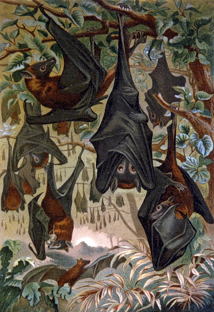 Bats alkotó: Wilhelm Kuhnert