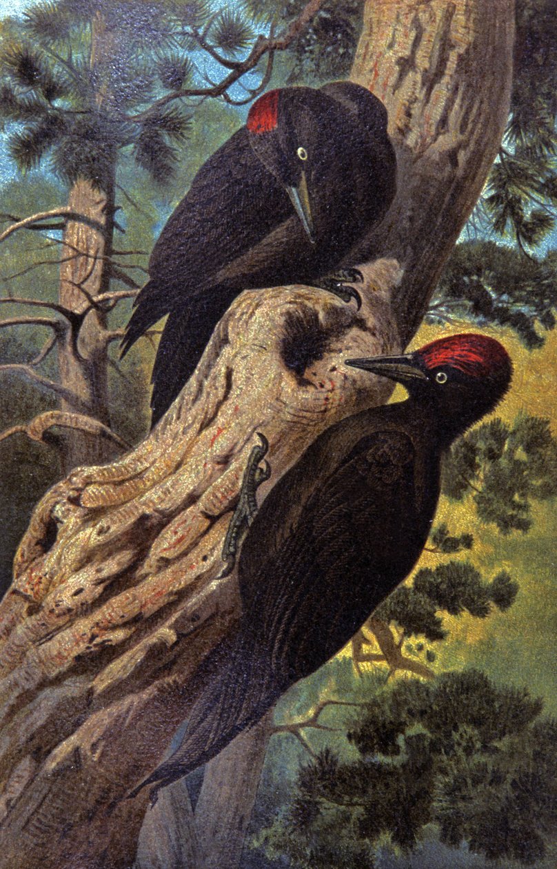 Black woodpecker, c.1910 (illustration) alkotó: Wilhelm Kuhnert