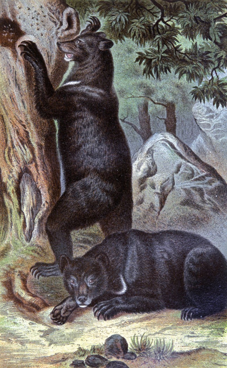 Barna medvék, 1884 körül (chromo) alkotó: Wilhelm Kuhnert