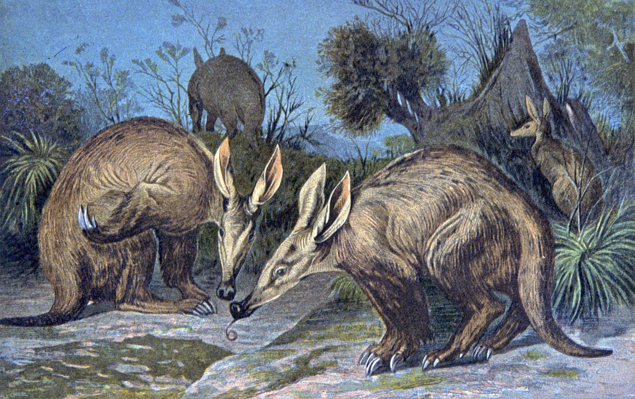 Cape aardvark, földes malac alkotó: Wilhelm Kuhnert