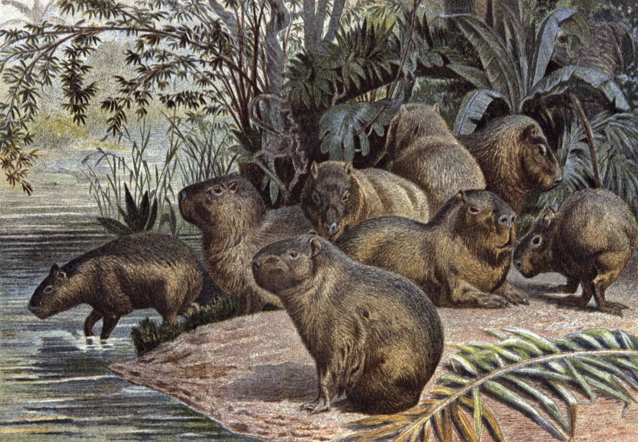 Capybaras alkotó: Wilhelm Kuhnert