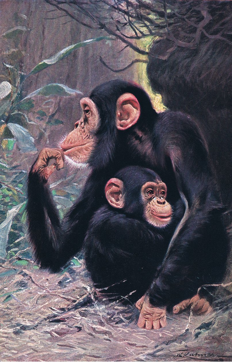 Csimpánz, illusztráció a Wildlife of the World, 1910 körül alkotó: Wilhelm Kuhnert