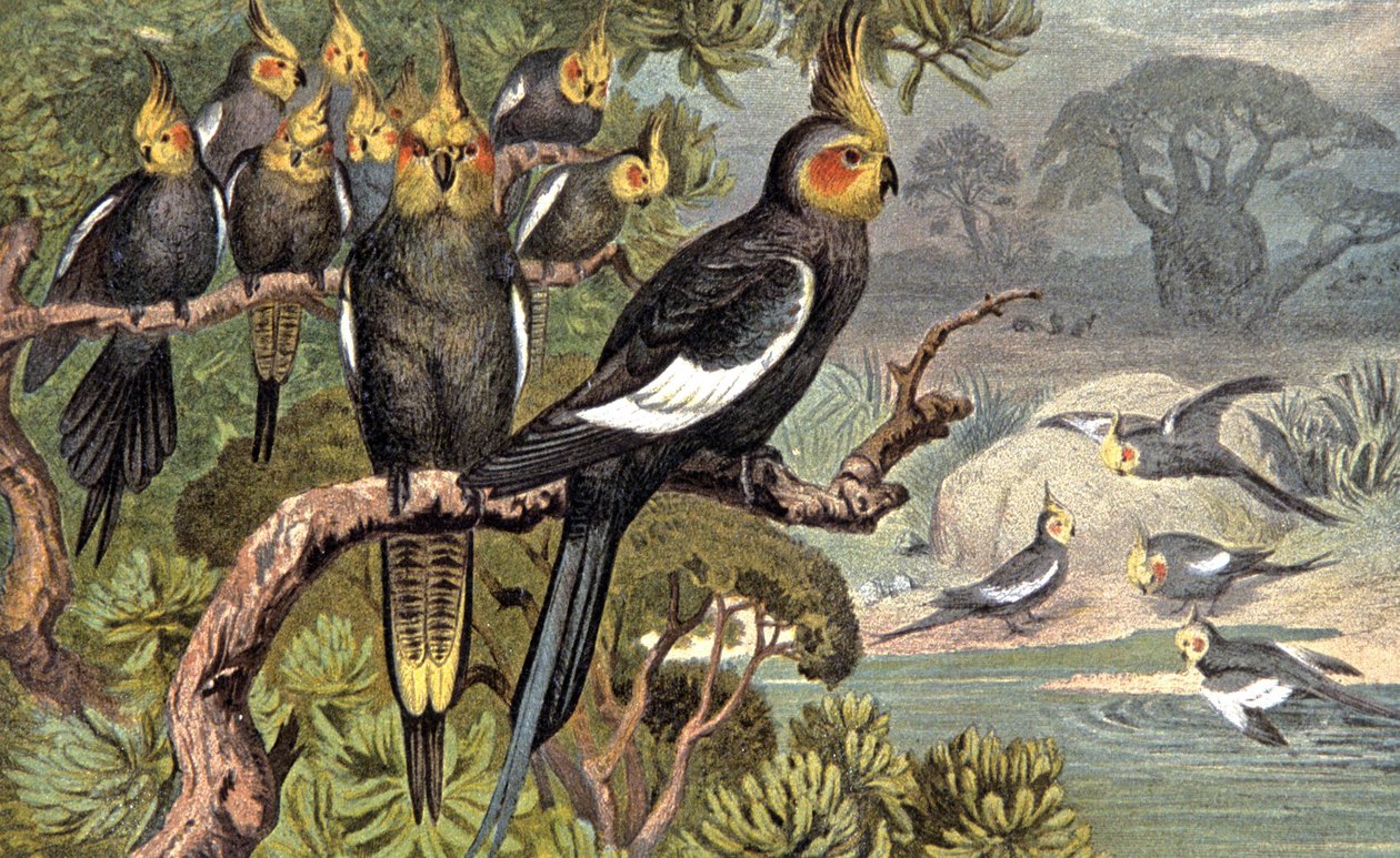 Kakadu, 1910 körül (illusztráció) alkotó: Wilhelm Kuhnert