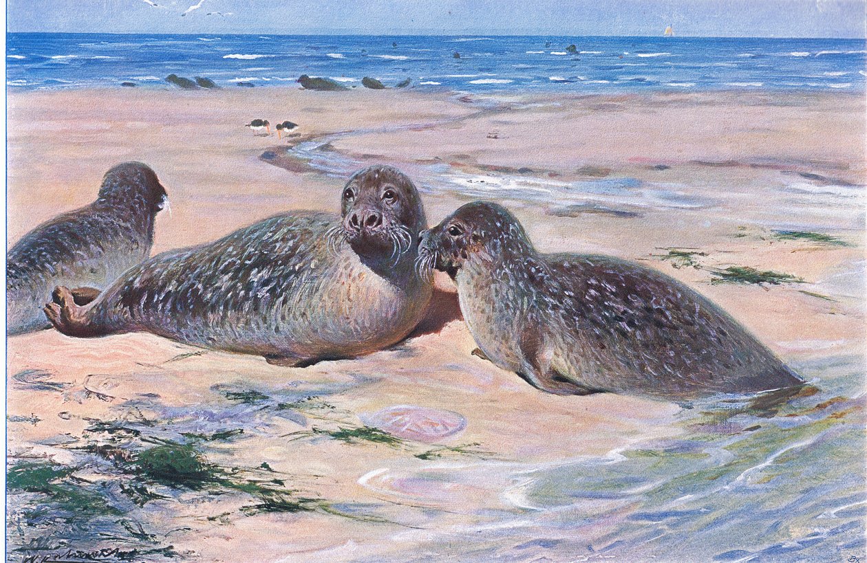 Common Seal, a Wildlife of the World-ből, Frederick Warne & Co., 1900 körül alkotó: Wilhelm Kuhnert