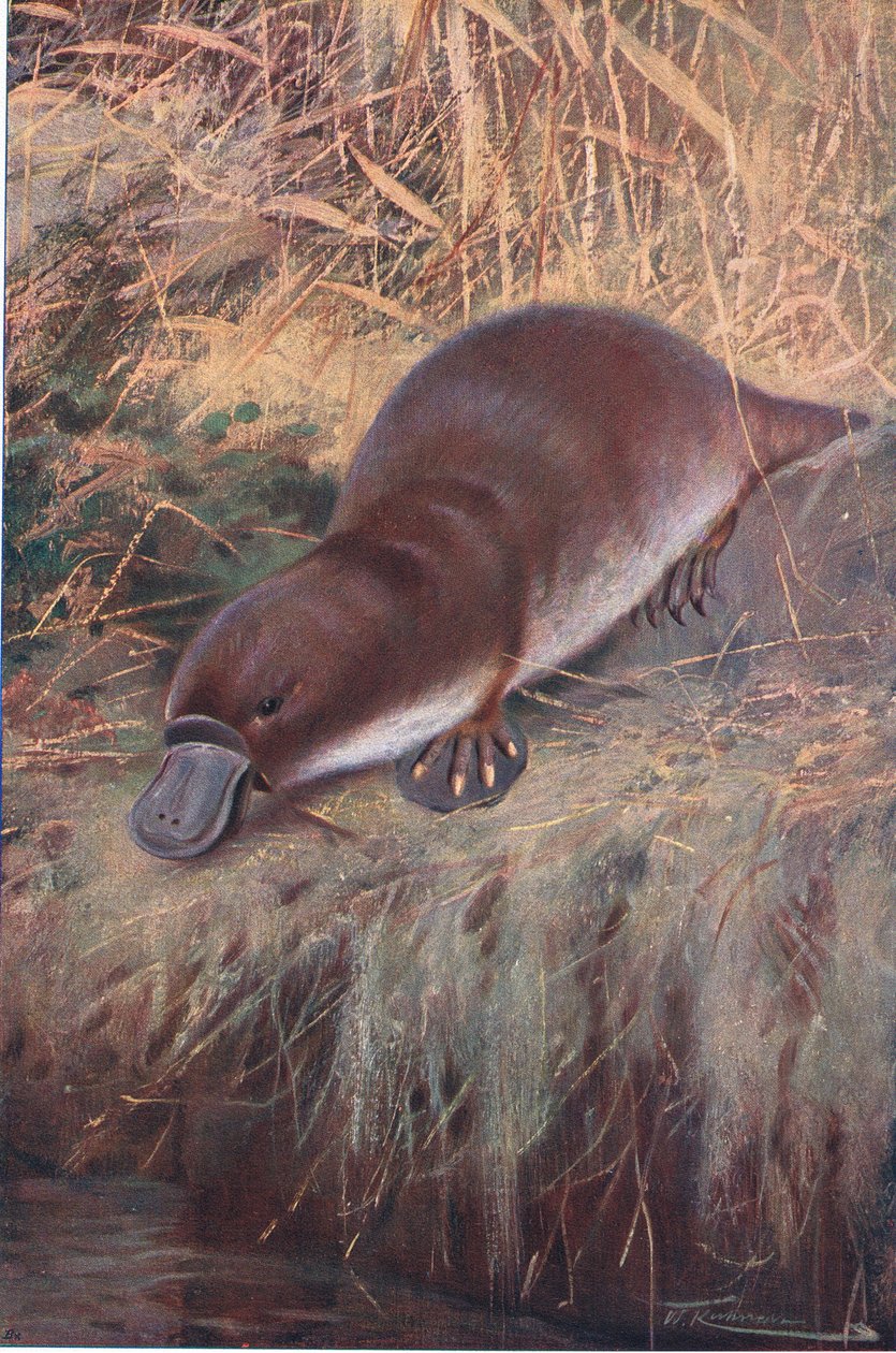 Kacsacsőrű, illusztráció a Wildlife of the World, 1910 körül alkotó: Wilhelm Kuhnert