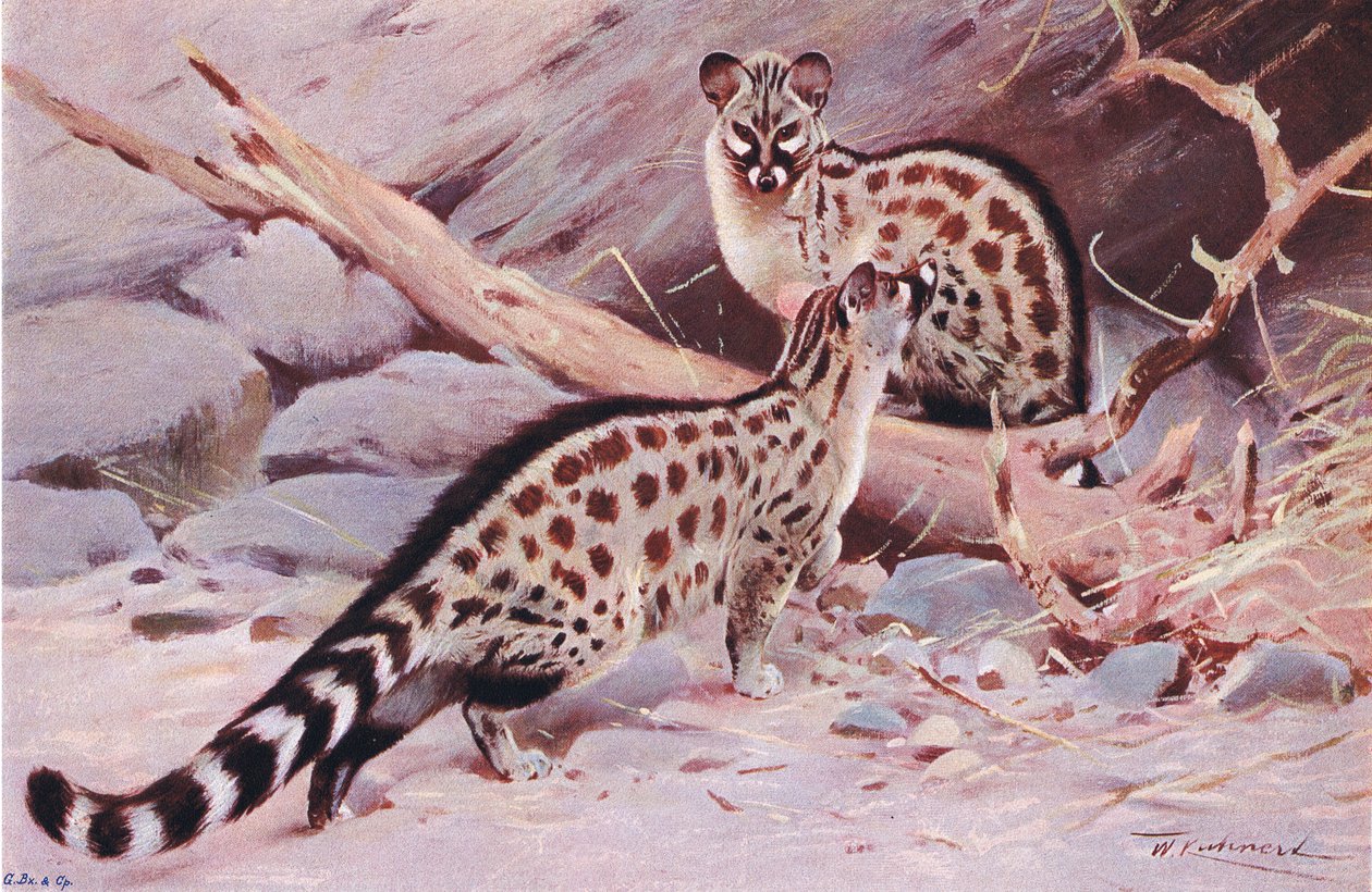 Dungola Genet, illusztráció: Wildlife of the World, 1910 körül alkotó: Wilhelm Kuhnert