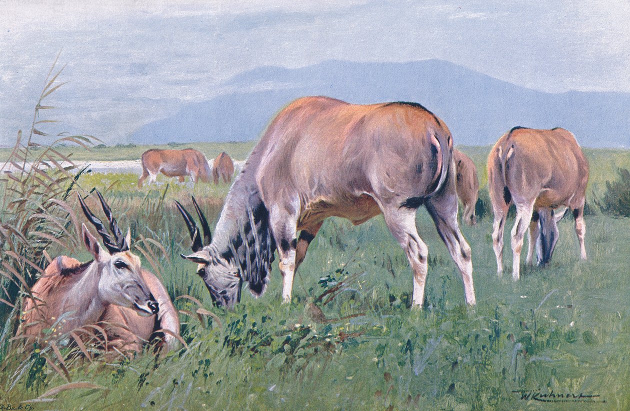 Eland, illusztráció: Wildlife of the World, 1910 körül alkotó: Wilhelm Kuhnert