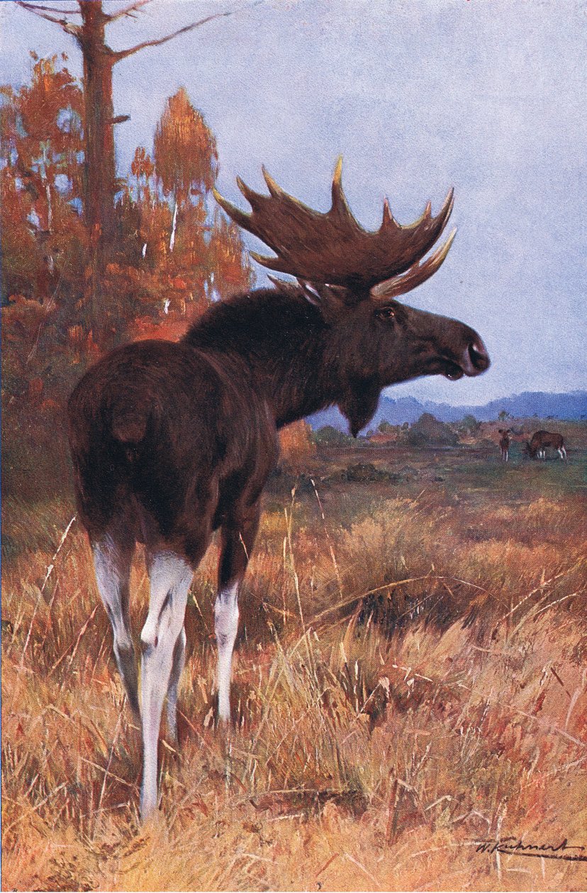 Elk or Moose, a Wildlife of the Worldből, Frederick Warne & Co, 1900 körül alkotó: Wilhelm Kuhnert